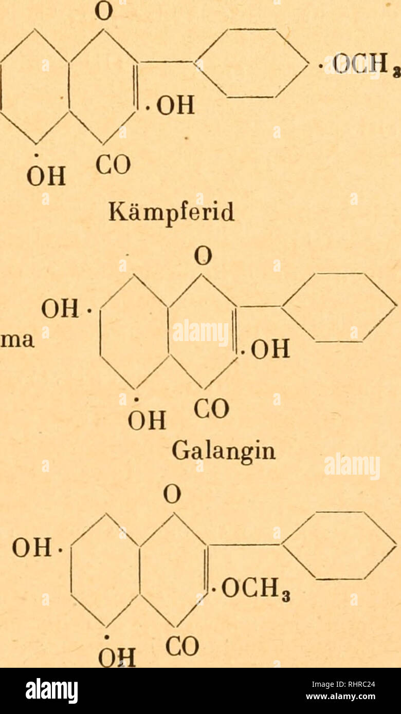 . Biochemie der pflanzen, von dr. phil et med. Friedrich Czapek. Plant physiology. OH OH Das Galangin CisHjoOö entspricht dem Schema Galanginmethylester ist wahrscheinlich:. 1) Brandes, Lieb. Ann., i8, 81 (1839). — 2) E. Jahns, Ber. ehem. Ges., 14, 2807 u. 2385 (1881). — 3) G. Testoni, Gazz. chim. ital, 30, II, 327 (1900). — 4) F. Herstein u. Kostanecki, Ber. ehem. Ges., 32, 318 (1899). Ciamician u. Silber, Ebenda, 861 u. 995. Synthese: Kostanecki, Lampe u. Tambor, Ebenda, 37, 2096 (1904).. Please note that these images are extracted from scanned page images that may have been digitally enhanc Stock Photo