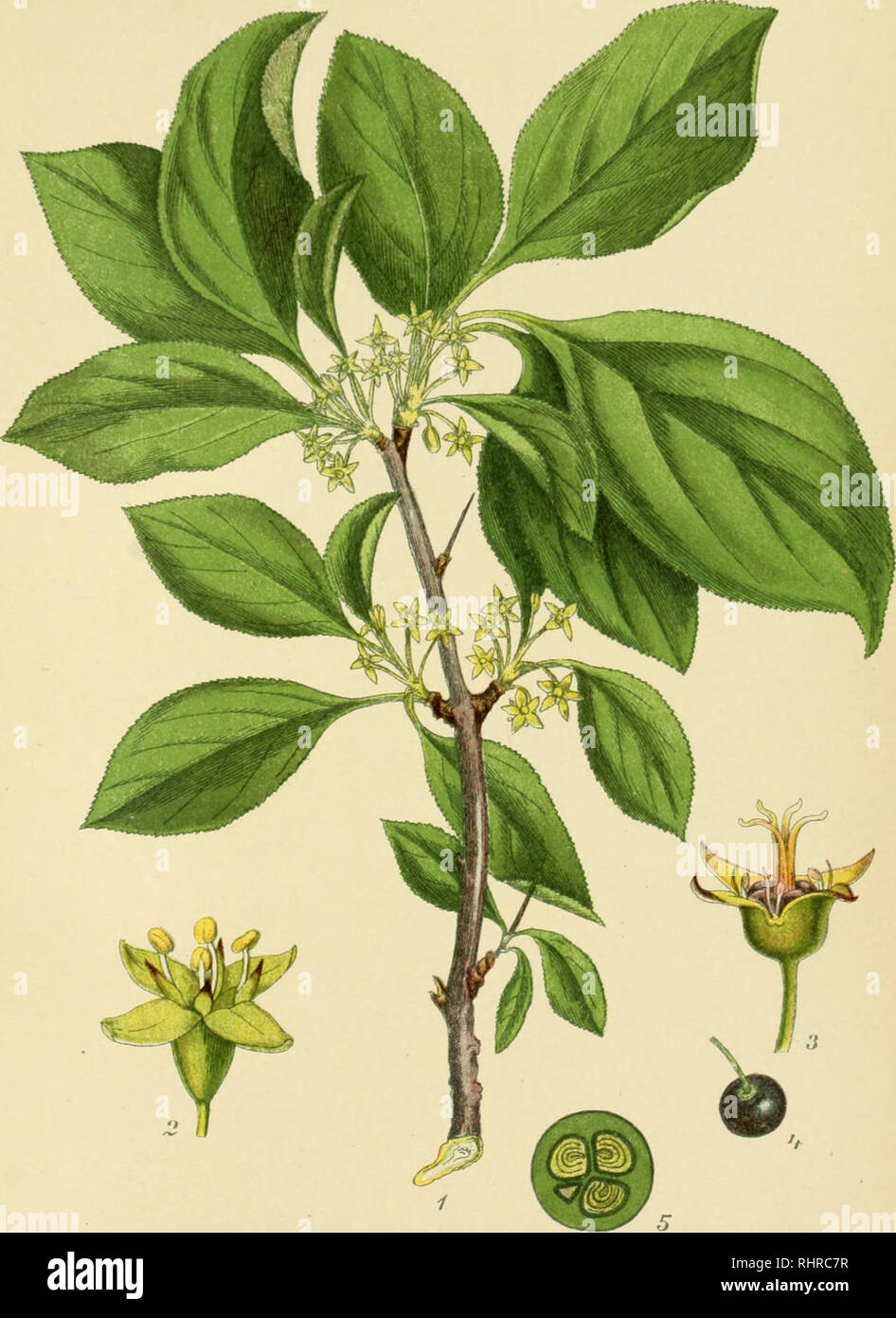 . Billeder af Nordens flora. Plants. 240.. T^SlRS-TET^Æ, rhamnus frangula. n'.. i?!W. / J,^!yi^&gt;^^ O. ^&lt;^ : A^^./&lt;^. Please note that these images are extracted from scanned page images that may have been digitally enhanced for readability - coloration and appearance of these illustrations may not perfectly resemble the original work.. Lindman, C. A. M. (Carl Axel Magnus), 1856-1928. København, G. E. C. Gad Stock Photo