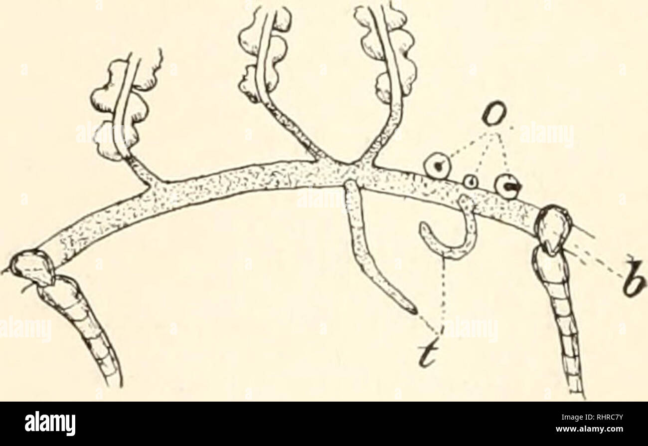 . The Biological bulletin. Biology; Zoology; Biology; Marine Biology. FIG. 3. FIG. 4. tentacles formed, while at about the same time new otocysts devel- oped. As suggested under the second set these bulbs are prob- ably aggregations of new tissue, and are perhaps comparable to the tentacle &quot; anlagen &quot; in regenerating hydroids. Fig. 4 shows the portion of the margin from which the tentacles were excised, o represents otocysts and / the new tentacles. It will be seen that the pads or bulbs b found at the bases of the old tentacles are lack- ing in the new tentacles at this stage, and f Stock Photo