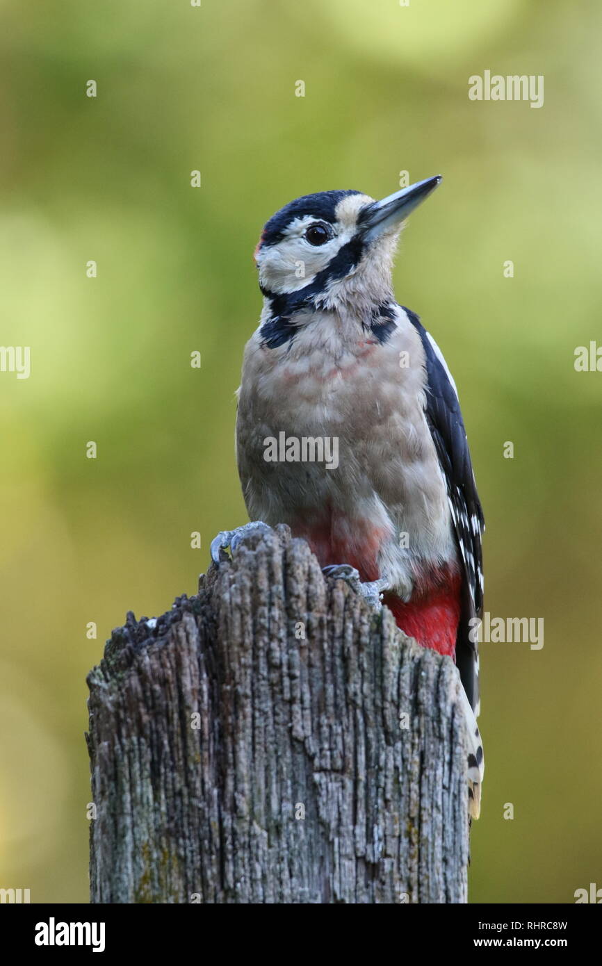 Greater spotted woodpecker (Dendrocopos Major) in autumn woodland. Male perched in the open on rotten post showing plumage. October 29th 2018. Stock Photo