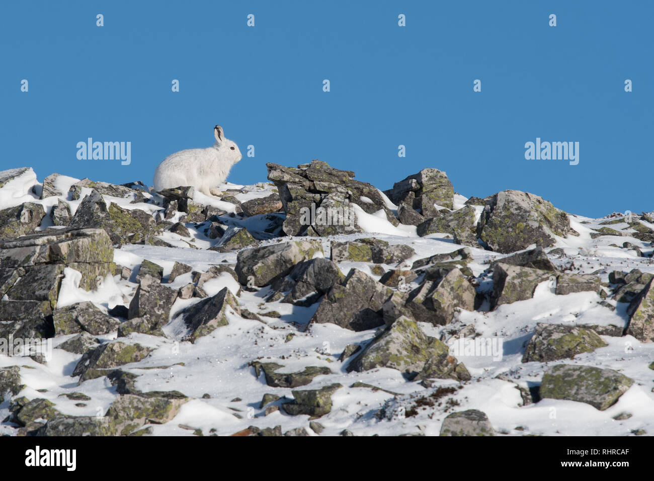 Mountain Hare - Lepus timidus - sitting among rocks on top of hill in side profile against blue sky - in the Cairngorms National Park, Scotland, UK Stock Photo
