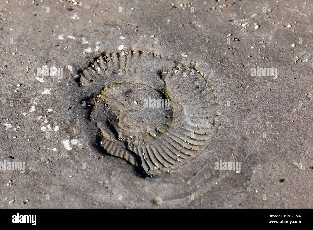 close up of an ammonite fossil in the bedrock At Kimmeridge Bay, Dorset Stock Photo