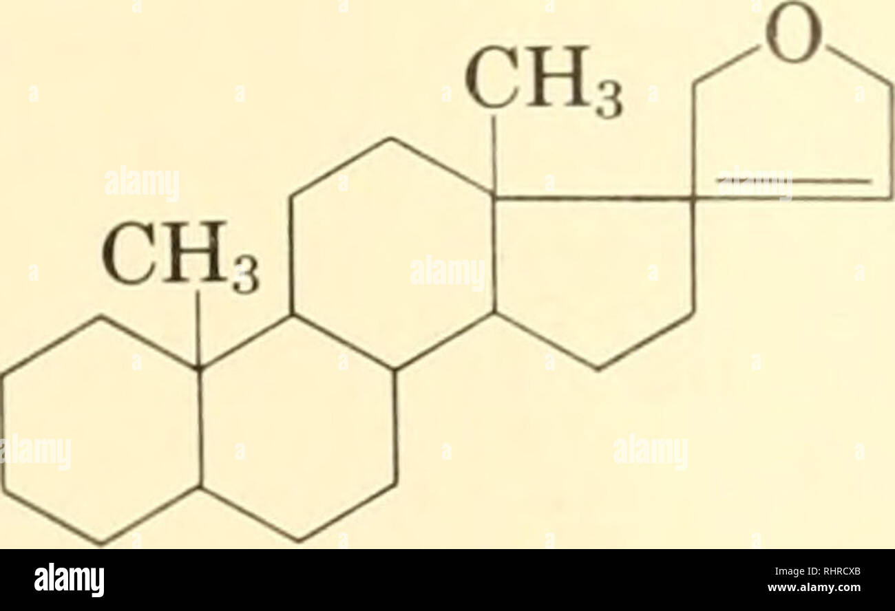. Biochemical systematics. Biochemical variation; Botany. TERPENOIDS 257. =0 cardenolid Some other compounds in this class are digitoxigenin, uzari- genin, xysmalogenin, canarygenin, adynerigenin, and their glycosides. Korte and Korte (1955b) have studied the distribution of these com- pounds, certain related alkaloids, and lower terpenes in the order Contortae with some exceedingly interesting results. Within the order the family Gentianaceae is consistent in having the terpene, gentio- pikrin, present in all forms examined. OH O + glucose gentiopikrin The family Menyanthaceae (sometimes clas Stock Photo