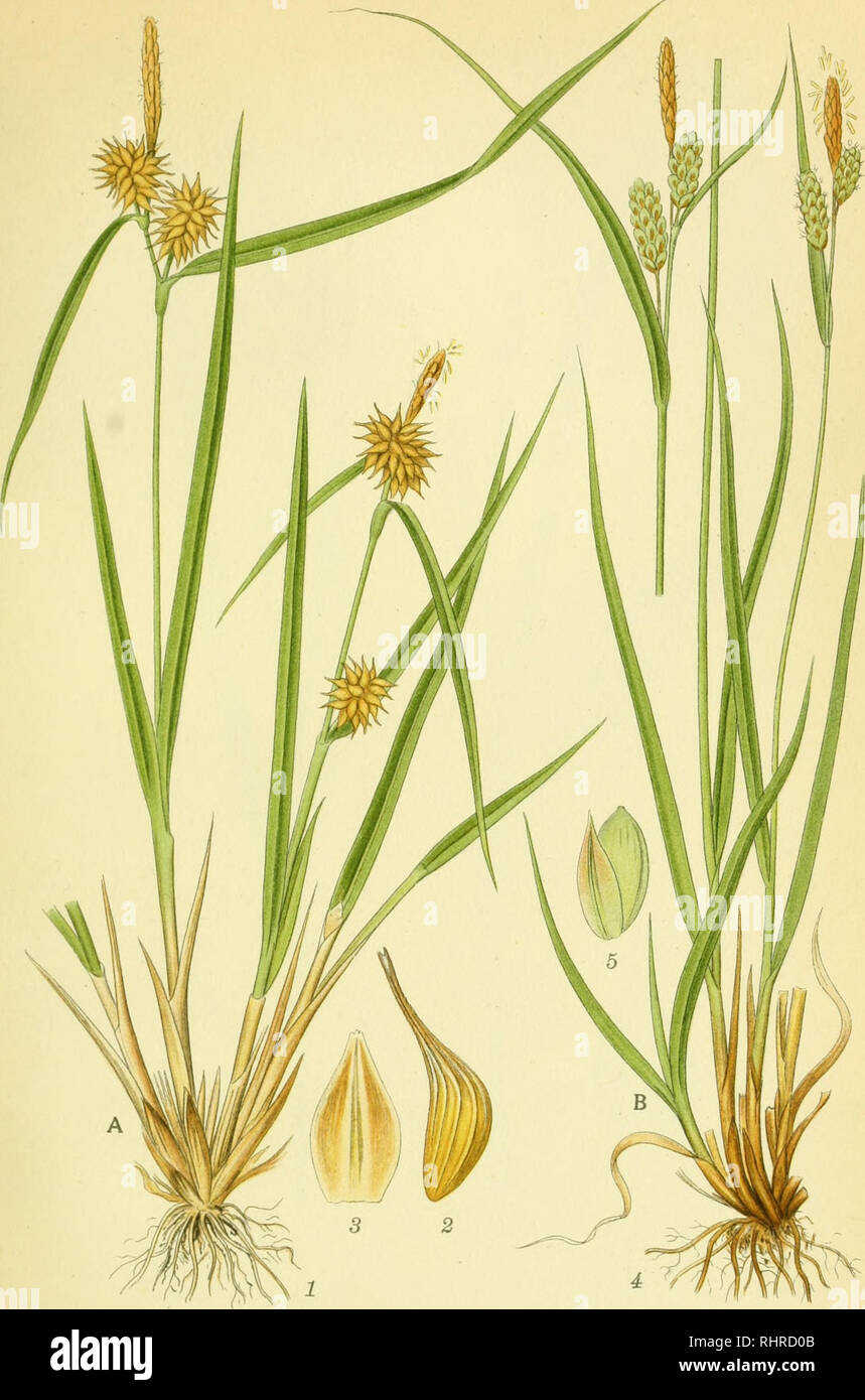 . Billeder af nordens flora. Plants; Plants; Plants. 437. A. GUL STAR, carex flava. B. BLEG STAR, carex pallescens.. Please note that these images are extracted from scanned page images that may have been digitally enhanced for readability - coloration and appearance of these illustrations may not perfectly resemble the original work.. Mentz, August, 1867-1944; Ostenfeld, C. H. (Carl Hansen), 1873-1931. København, G. E. C. Gad's forlag Stock Photo