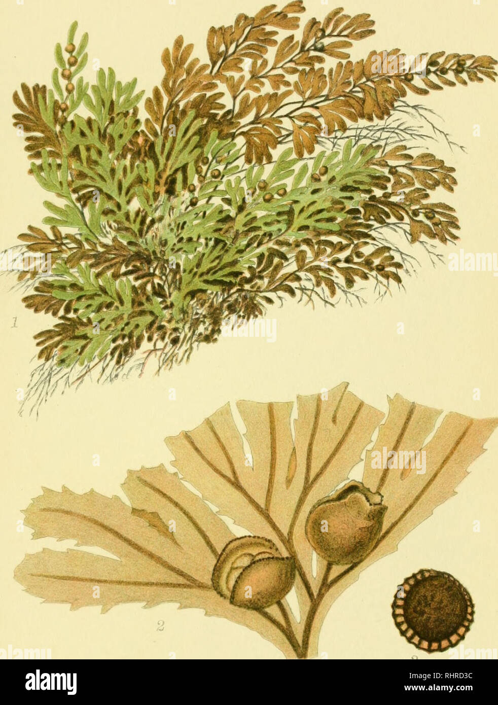 . Billeder af nordens flora. Plants; Plants; Plants. 662. HINDEBREGNE, hymenophyllum peltatum. Please note that these images are extracted from scanned page images that may have been digitally enhanced for readability - coloration and appearance of these illustrations may not perfectly resemble the original work.. Mentz, August, 1867-1944; Ostenfeld, C. H. (Carl Hansen), 1873-1931. København, G. E. C. Gad's forlag Stock Photo