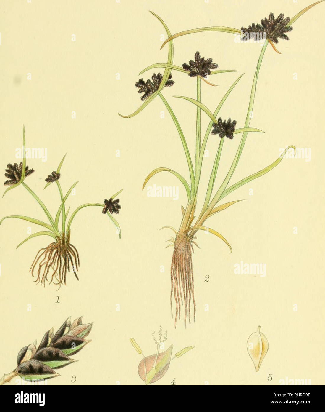 . Billeder af nordens flora. Plants; Plants; Plants. 652. BRUN FLADAKS, cyperus fuscus. Please note that these images are extracted from scanned page images that may have been digitally enhanced for readability - coloration and appearance of these illustrations may not perfectly resemble the original work.. Mentz, August, 1867-1944; Ostenfeld, C. H. (Carl Hansen), 1873-1931. København, G. E. C. Gad's forlag Stock Photo