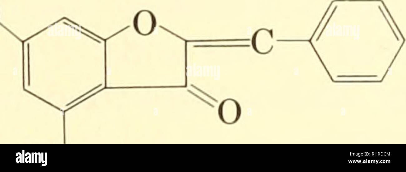 . Biochemical systematics. Biochemical variation; Botany. PHENOLIC SUBSTANCES 201 ISOFLAVONES HQ l^r HO O CHALKONES â 0H^ / HO O AURONES (BENZALCOUMARANONES) This group is distinguished by the presence of a five- membered heterocychc ring. HO. ^ ,0^. HO CATECHINS O^ OH LEUCO-ANTHOCYANINS. Please note that these images are extracted from scanned page images that may have been digitally enhanced for readability - coloration and appearance of these illustrations may not perfectly resemble the original work.. Alston, Ralph E; Turner, B. L. (Billie Lee), 1925-. Englewood Cliffs, N. J. , Prentice Stock Photo