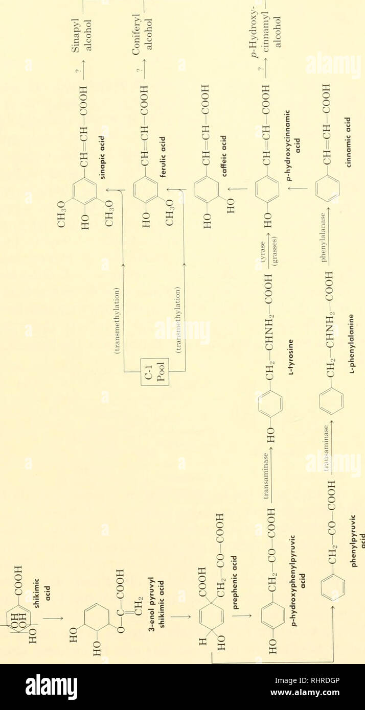 Biochemical Systematics Biochemical Variation Botany A A 33 Oj 0 P A A 3 3 C O A P O J3 Sx D C O 0 O Co Gt I X P