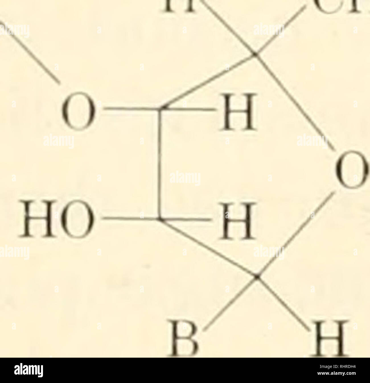 . Biochemistry of plants and animals, an introduction. Biochemistry. PROTEINS 123 is known, each nucleic acid contains but a single kind of sugar, either D-ribose or D-deoxyribose. Both types of nucleic acids appear to be chains with alternating sugar and phosphate groups. The purine and pyrimidine bases are distributed along this chain, one for each sugar residue. The chain itself depends upon ester bonds between phosphates and the adjacent sugars with the hydroxyl groups of positions three and five involved as follows:. Please note that these images are extracted from scanned page images tha Stock Photo