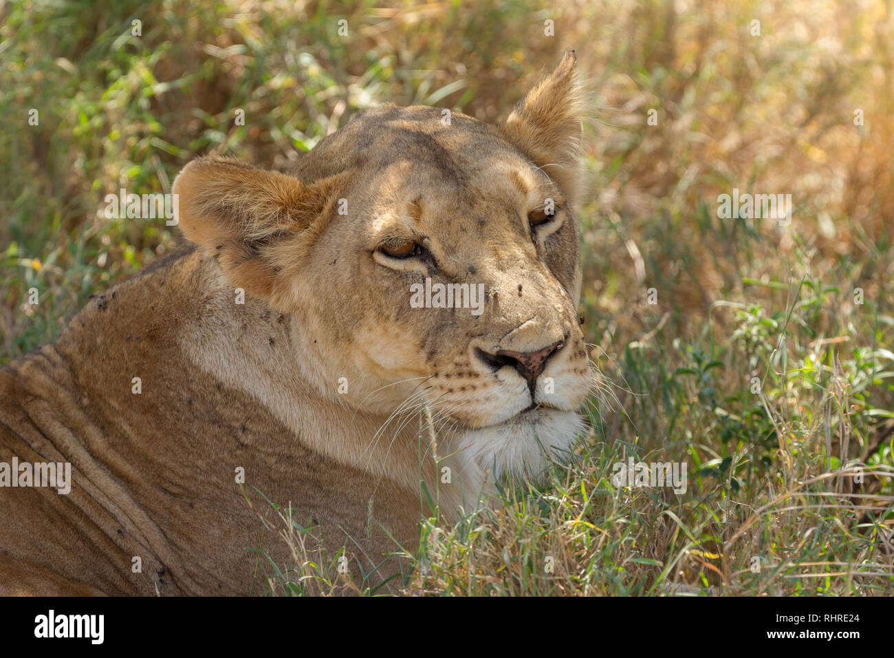 A single female lion in the shade during the day, alert and looking across,  Lewa Conservancy, Lewa, Kenya, Africa Stock Photo