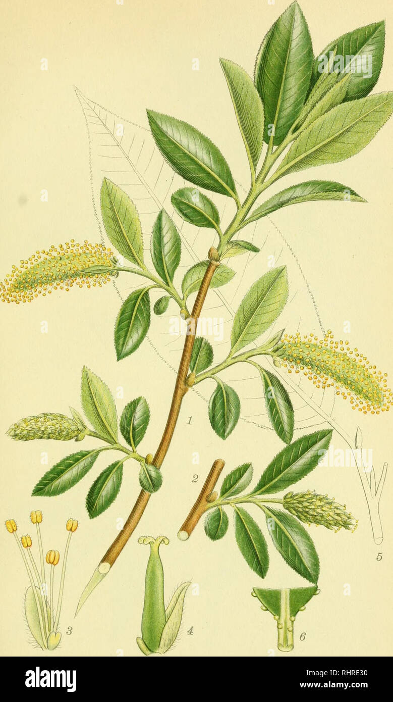 . Billeder af nordens flora. Plants; Plants; Plants. 380. LAVRBÆR-PIL, salix pentandra.. Please note that these images are extracted from scanned page images that may have been digitally enhanced for readability - coloration and appearance of these illustrations may not perfectly resemble the original work.. Mentz, August, 1867-1944; Ostenfeld, C. H. (Carl Hansen), 1873-1931. København, G. E. C. Gad's forlag Stock Photo