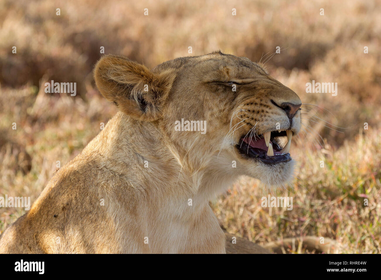 A single female lion in the shade during the day, sitting up and starting to yawn, Lewa Conservancy, Lewa, Kenya, Africa Stock Photo
