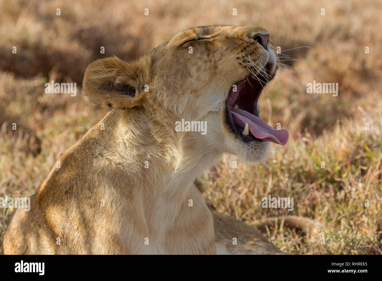 A single female lion in the shade during the day, sitting up and yawning, closer view, Lewa Conservancy, Lewa, Kenya, Africa Stock Photo