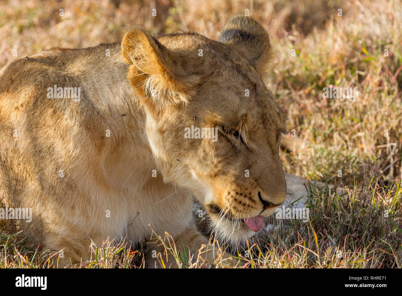 A single female lion in the shade during the day, head and shoulders view, looking down, wide format, closer, Lewa Conservancy, Lewa, Kenya, Africa Stock Photo
