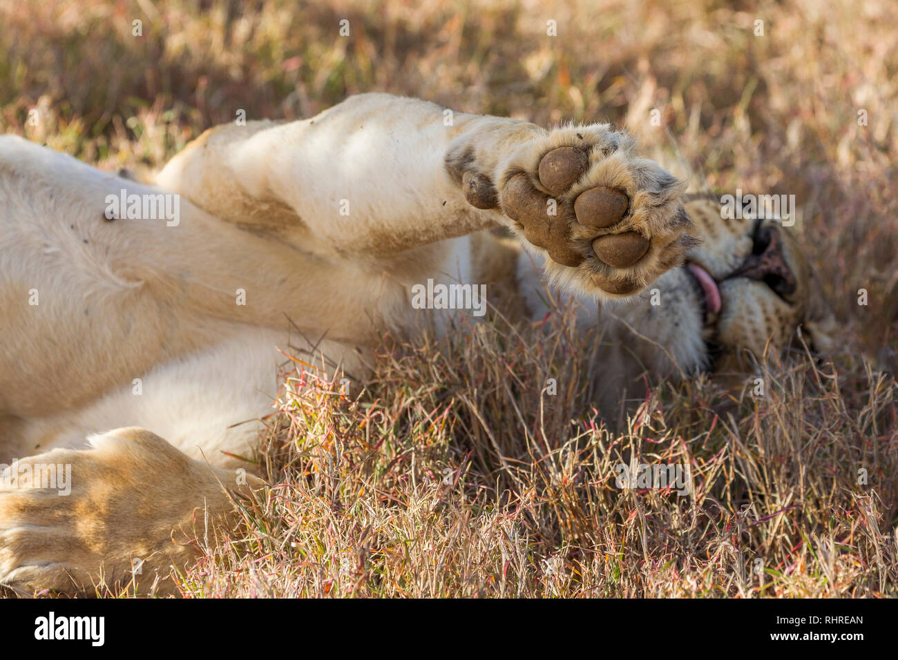 A single female lion in the shade during the day, on it's back with one paw in the air and pad showing, Lewa Conservancy, Lewa, Kenya, Africa Stock Photo