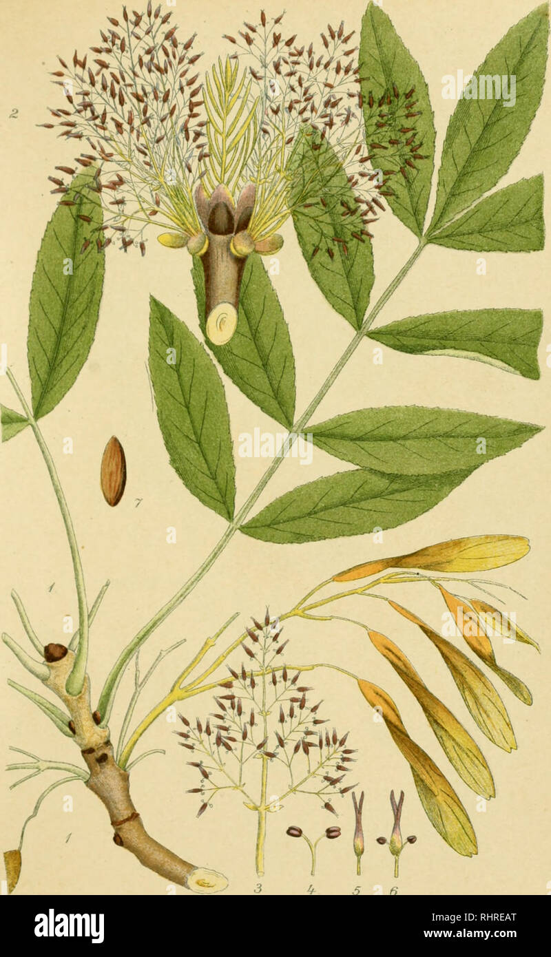 . Billeder af Nordens flora. Plants. lUr.. -^3 l^ s 6 ASK, FRAXINUS EXCELSIOR.. Please note that these images are extracted from scanned page images that may have been digitally enhanced for readability - coloration and appearance of these illustrations may not perfectly resemble the original work.. Lindman, C. A. M. (Carl Axel Magnus), 1856-1928. København, G. E. C. Gad Stock Photo