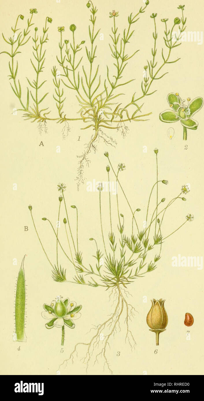 . Billeder af nordens flora. Plants; Plants; Plants. 347. A. FREMLIGGENDE FIRLING, sagina procumbens. B. SYLBLADET FIRLING, sagina subulata. â â .eORTZELLS Tf?. A. S. STHLi&gt;,. Please note that these images are extracted from scanned page images that may have been digitally enhanced for readability - coloration and appearance of these illustrations may not perfectly resemble the original work.. Mentz, August, 1867-1944; Ostenfeld, C. H. (Carl Hansen), 1873-1931. KÃ¸benhavn, G. E. C. Gad's forlag Stock Photo
