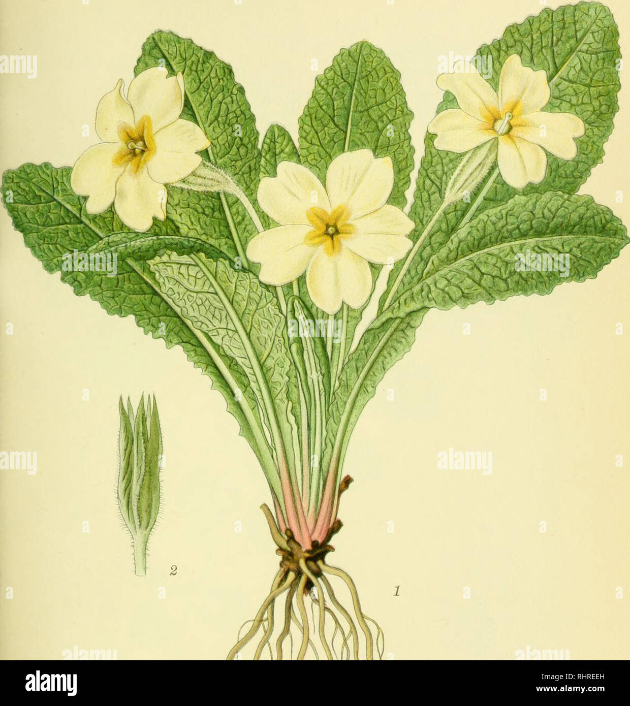 . Billeder af nordens flora. Plants; Plants; Plants. STORBLOMSTRET KODRIVER, PRimula VULGaris. »..BORTZELLS TR, A. B. 5THij?. Please note that these images are extracted from scanned page images that may have been digitally enhanced for readability - coloration and appearance of these illustrations may not perfectly resemble the original work.. Mentz, August, 1867-1944; Ostenfeld, C. H. (Carl Hansen), 1873-1931. København, G. E. C. Gad's forlag Stock Photo