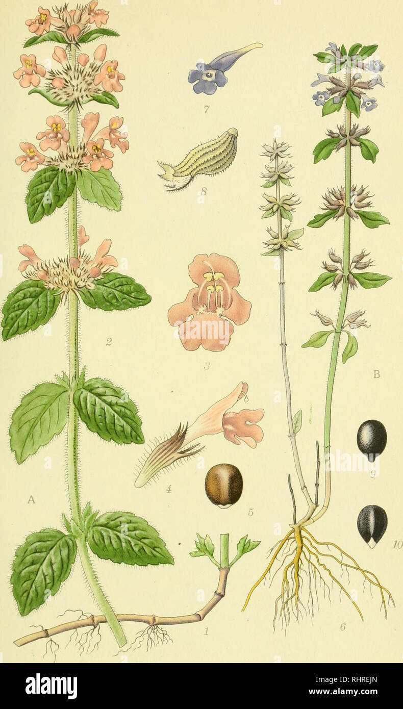 . Billeder af nordens flora. Plants; Plants; Plants. 571. A, KRANSBØRSTE, clinopodium vulgare. B. VOLDTIMIAN, calamintha acinos.. Please note that these images are extracted from scanned page images that may have been digitally enhanced for readability - coloration and appearance of these illustrations may not perfectly resemble the original work.. Mentz, August, 1867-1944; Ostenfeld, C. H. (Carl Hansen), 1873-1931. København, G. E. C. Gad's forlag Stock Photo