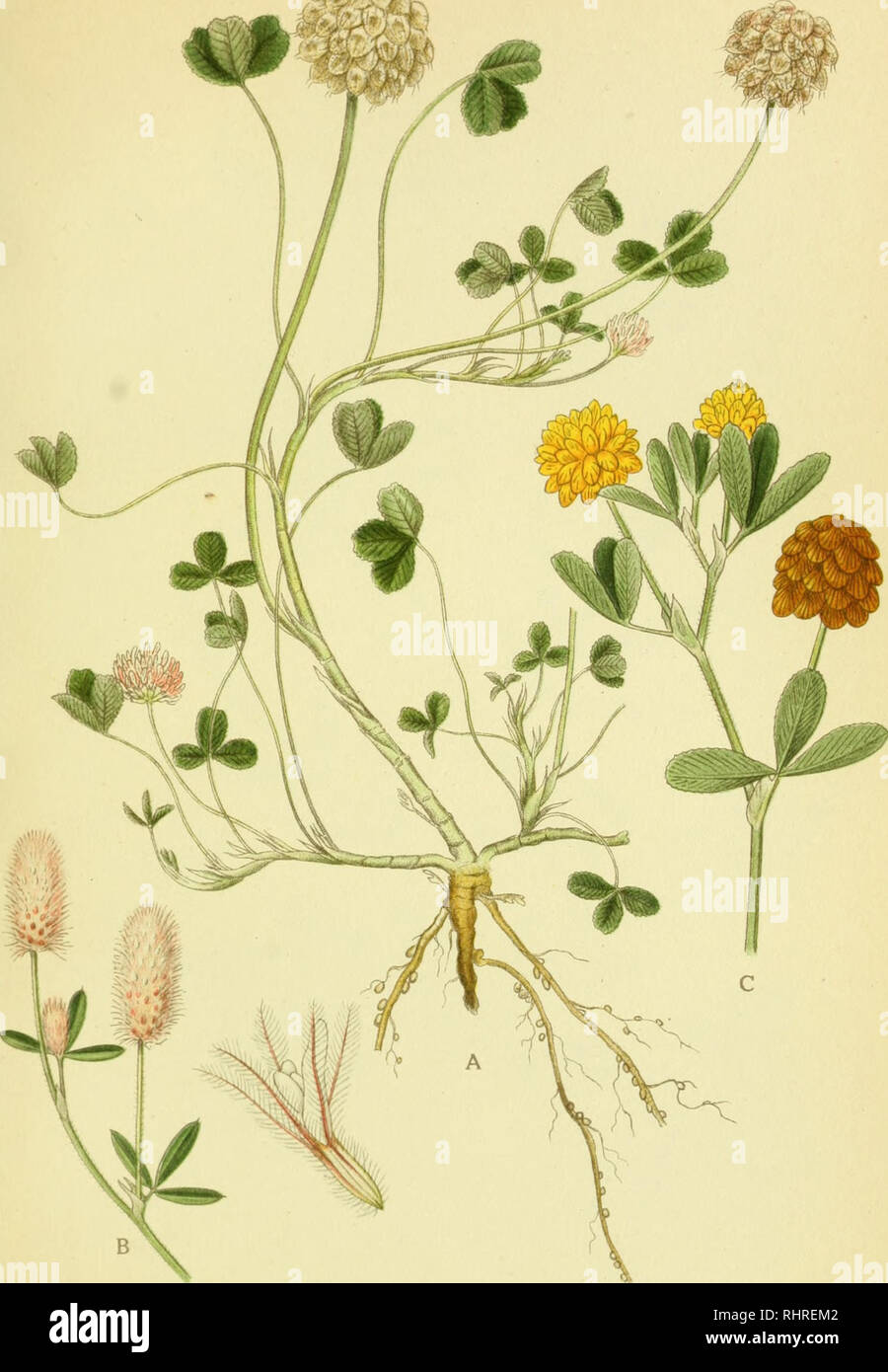 . Billeder af nordens flora. Plants; Plants; Plants. 329. A. JORDBÆR-KLØVER, trifolium fragiferum. B. HARE-KLØVER, trifolium arvense. C. HUMLE-KLØVER, trifolium agrarium. teORTZELLSTR.A.a.STHi:-,. Please note that these images are extracted from scanned page images that may have been digitally enhanced for readability - coloration and appearance of these illustrations may not perfectly resemble the original work.. Mentz, August, 1867-1944; Ostenfeld, C. H. (Carl Hansen), 1873-1931. København, G. E. C. Gad's forlag Stock Photo
