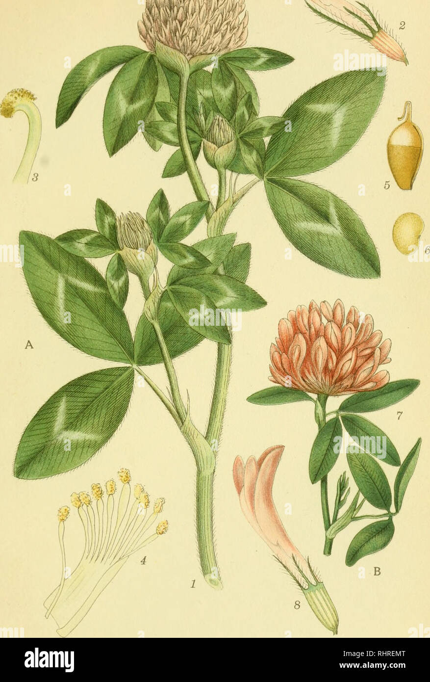 . Billeder af nordens flora. Plants; Plants; Plants. 327 mÃ¸Ã¥f. m m. .^j. A. RÃDKLÃVER, trifolium pratense. B. BUGTET KLÃVER, trifolium medium. â eORTZELLGTR.A B Â£THL^,. Please note that these images are extracted from scanned page images that may have been digitally enhanced for readability - coloration and appearance of these illustrations may not perfectly resemble the original work.. Mentz, August, 1867-1944; Ostenfeld, C. H. (Carl Hansen), 1873-1931. KÃ¸benhavn, G. E. C. Gad's forlag Stock Photo