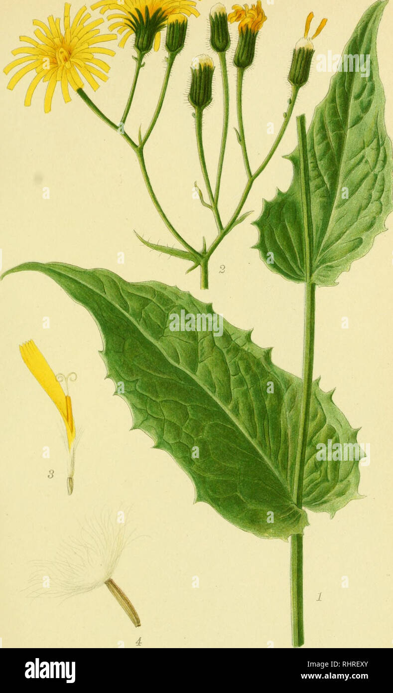 . Billeder af nordens flora. Plants; Plants; Plants. 553. ØRNEØJE, CREPIS PALUDOSA.. Please note that these images are extracted from scanned page images that may have been digitally enhanced for readability - coloration and appearance of these illustrations may not perfectly resemble the original work.. Mentz, August, 1867-1944; Ostenfeld, C. H. (Carl Hansen), 1873-1931. København, G. E. C. Gad's forlag Stock Photo
