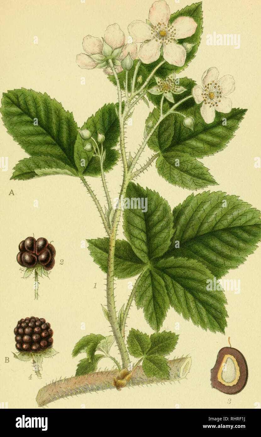 . Billeder af nordens flora. Plants; Plants; Plants. 307. BROMBÆR, A. RUBUS nemorosus. B. RUBUS PLICATUS. .vbOktzelus ts. a, a sthi.. Please note that these images are extracted from scanned page images that may have been digitally enhanced for readability - coloration and appearance of these illustrations may not perfectly resemble the original work.. Mentz, August, 1867-1944; Ostenfeld, C. H. (Carl Hansen), 1873-1931. København, G. E. C. Gad's forlag Stock Photo