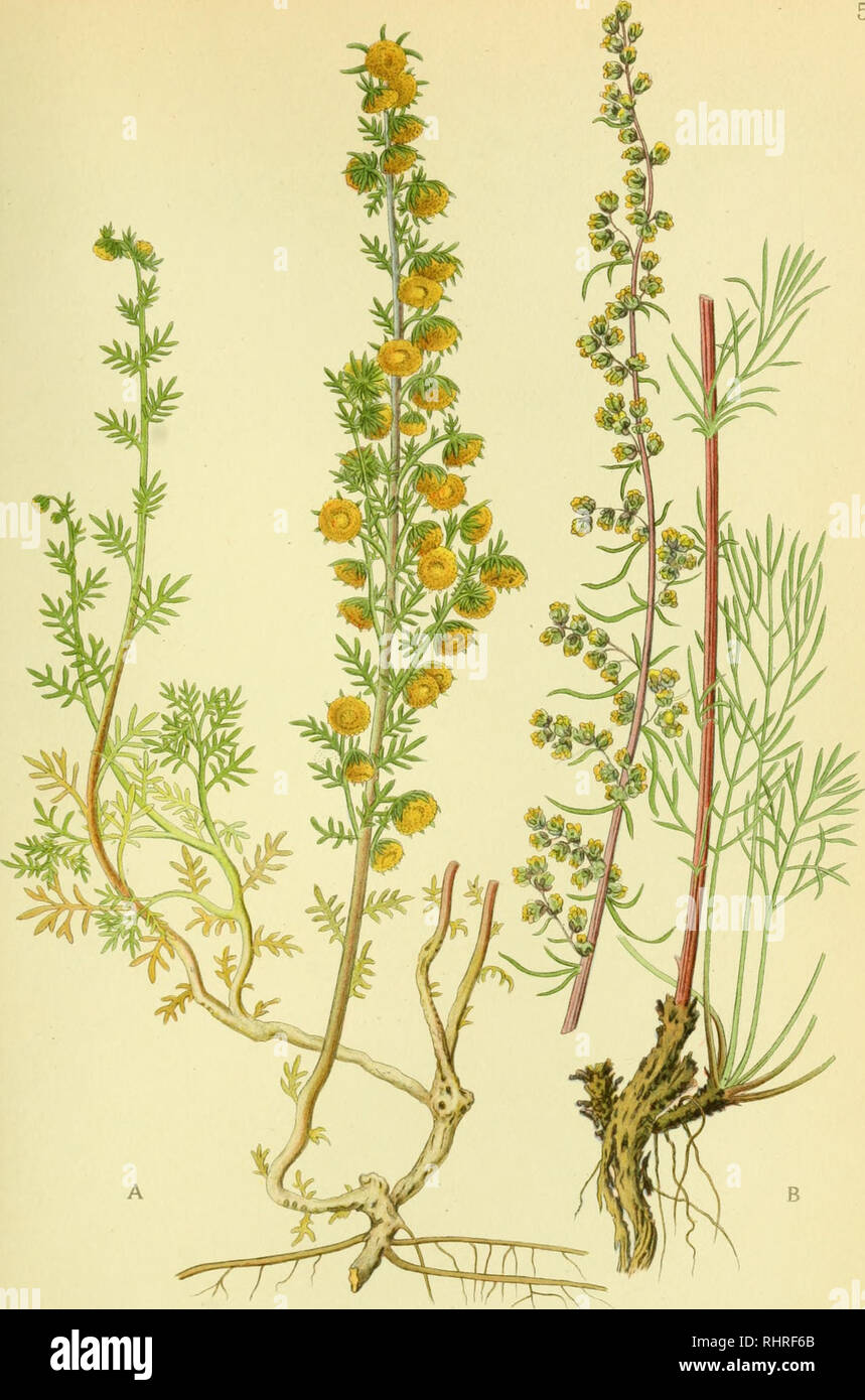 . Billeder af nordens flora. Plants; Plants; Plants. 537 A. STEN-BYNKE, artemisia rupestris. B. MARK-BYNKE, artemisia campestris.. Please note that these images are extracted from scanned page images that may have been digitally enhanced for readability - coloration and appearance of these illustrations may not perfectly resemble the original work.. Mentz, August, 1867-1944; Ostenfeld, C. H. (Carl Hansen), 1873-1931. København, G. E. C. Gad's forlag Stock Photo