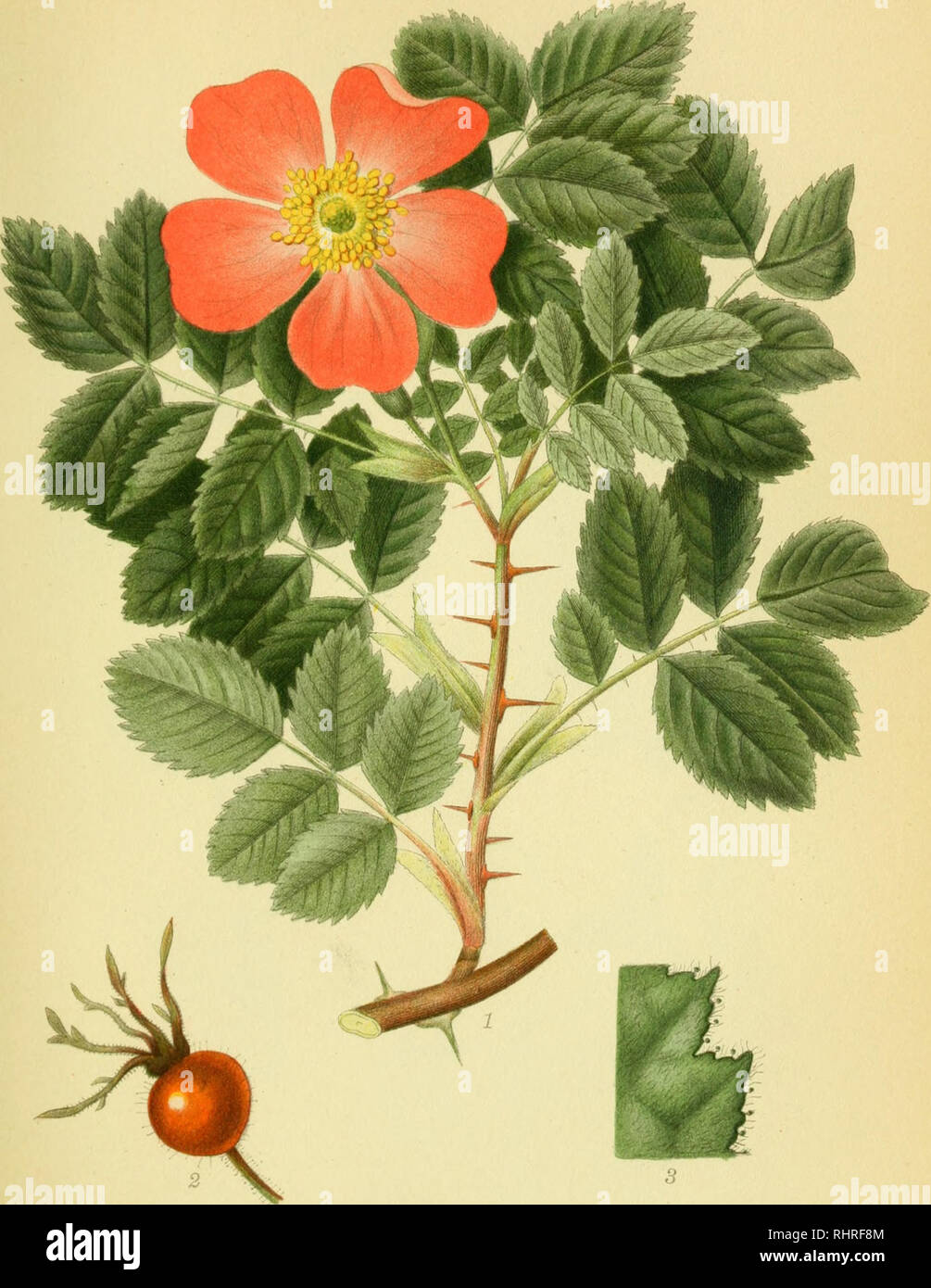 . Billeder af nordens flora. Plants; Plants; Plants. 291. HYBEN-ROSE, rosa mollis.. Please note that these images are extracted from scanned page images that may have been digitally enhanced for readability - coloration and appearance of these illustrations may not perfectly resemble the original work.. Mentz, August, 1867-1944; Ostenfeld, C. H. (Carl Hansen), 1873-1931. København, G. E. C. Gad's forlag Stock Photo