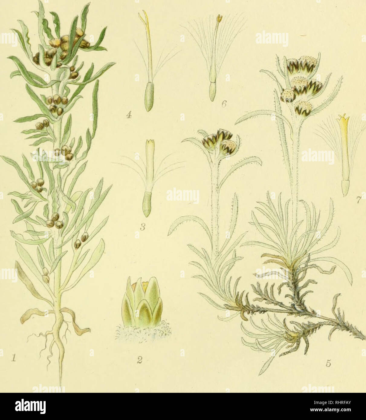 . Billeder af nordens flora. Plants; Plants; Plants. 528. A. SUMP-EVIGHEDSBLOMST, gnaphalium uliginosum. B. FJÆLD-EVIGHEDSBLOMST, gnaphalium supinum.. Please note that these images are extracted from scanned page images that may have been digitally enhanced for readability - coloration and appearance of these illustrations may not perfectly resemble the original work.. Mentz, August, 1867-1944; Ostenfeld, C. H. (Carl Hansen), 1873-1931. København, G. E. C. Gad's forlag Stock Photo