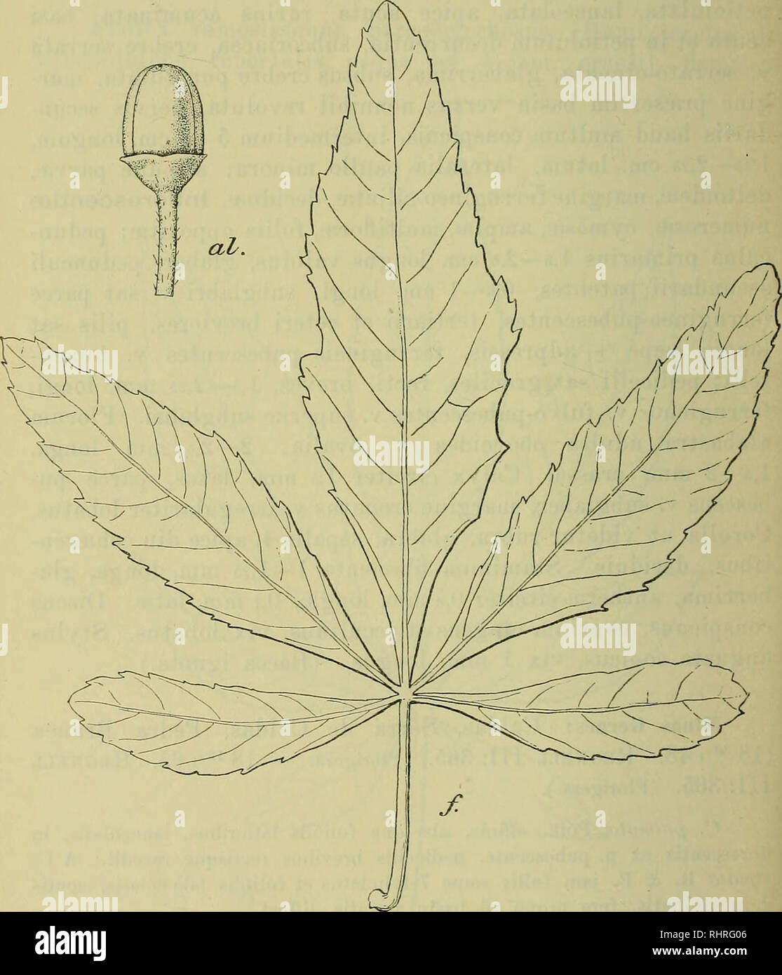 . Bihang till Kongl. Svenska vetenskaps-akademiens handlingar. Science; Botany. 18 MALME, EX HERBARIO REGNELLIANO. Malme 976, Florigera.); etiam in Colonia Risso pr. Rio Apa observata. Specimina orig. liiijus speciei non vidimus, quamobrem descriptionem speciminum a nobis reportatorum addamus.. Fig. 4. Cissus paraguaye^isis ViiAtiCH. L TPoUnm. '/i. al. Alabastrum floris &quot; i. Frutex scandens (v. decumbens), cirrbosiis. Trunci com- pressi (specimina reportata nsque ad 3 cm. lata, 1,5 cm. crassa), undulato-Hexuosa, cortice sat tenni, sordide pnrpurascente et panllulum desquamescente. Ramnli  Stock Photo