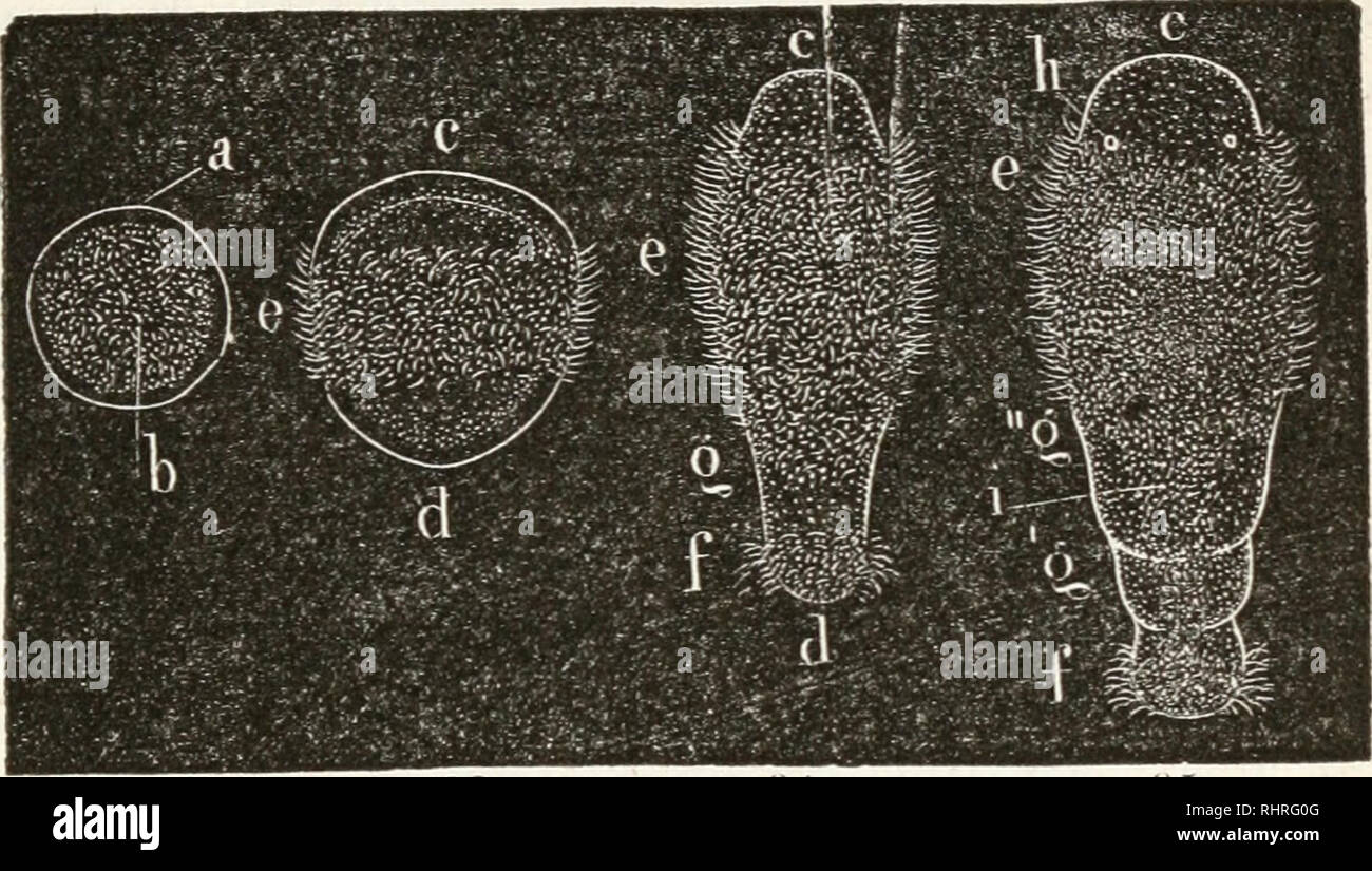 Page 7 L 281 High Resolution Stock Photography And Images Alamy