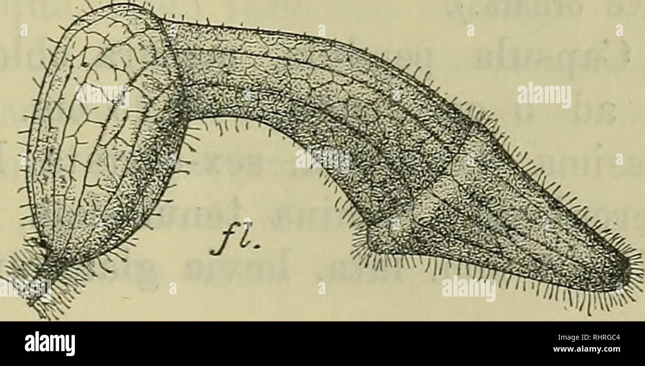 . Bihang till Kongl. Svenska vetenskaps-akademiens handlingar. Science; Botany. v. *. Fig. 6. Aristolochia cuyahensis Malme. f. folium. ^/4. fl. flos (alabastrum adultum). ^4. 1. limbus floris. ^/4. nonniliil ampliatus, 3,5—4,5 cm. longus, vix 1 cm. crassus, extus intusque parce pilosus; limbus bilobus, lobis lateralibus, pateu- tissimis v. demum reflexis, e basi usque ad 2,5 cm. lata sensim angustatis, oblique triangularibus, 2,75—3,25 cm. longis, apice. Please note that these images are extracted from scanned page images that may have been digitally enhanced for readability - coloration and  Stock Photo