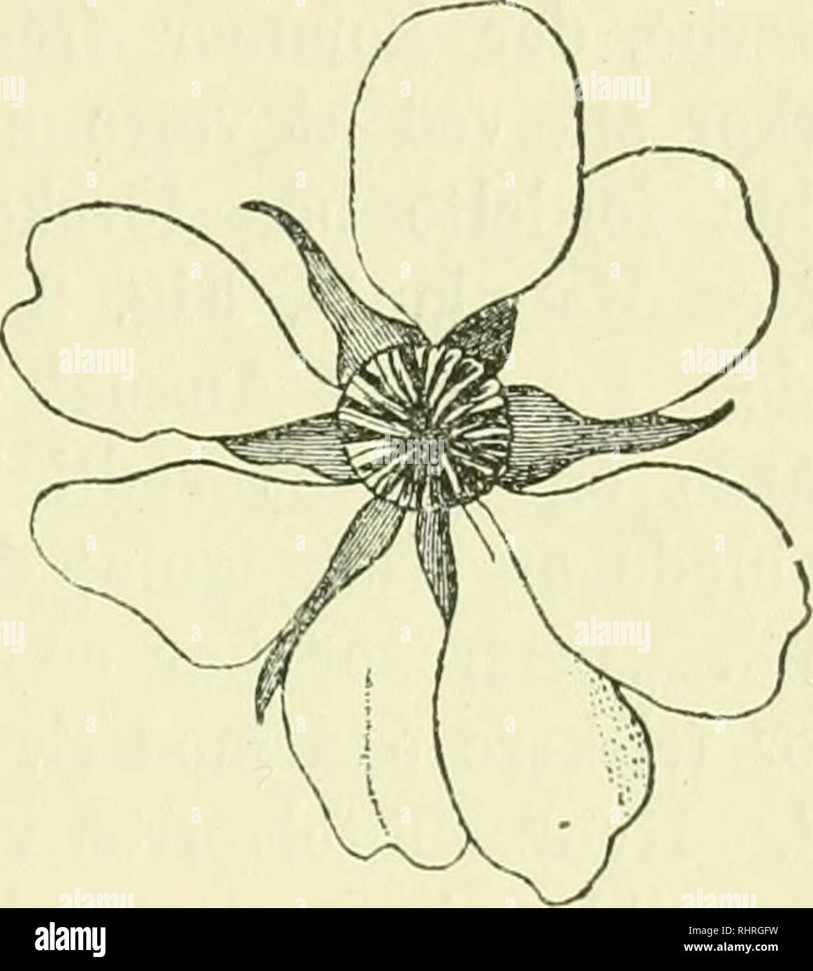 søster lindre Ass Billeder af nordens flora. Plants; Plants; Plants. Fig. 19. Blomster af  Agerbær. Til højre er Blomsten sét ovenfra; til venstre i Længdesnit.  Sammenlign Teksten. (Efter E. Warming). paa Færøerne. Dens Bær