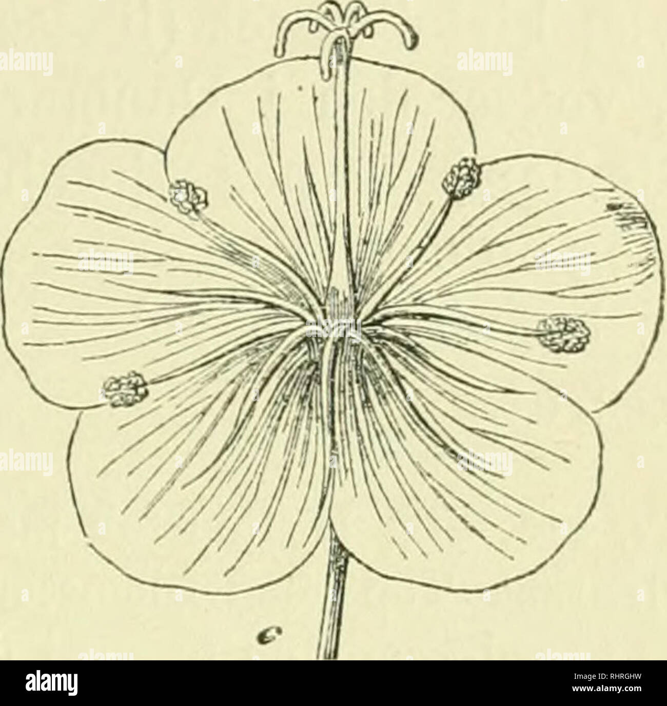 Billeder Af Nordens Flora Plants Plants Plants Fig 15 Blomst