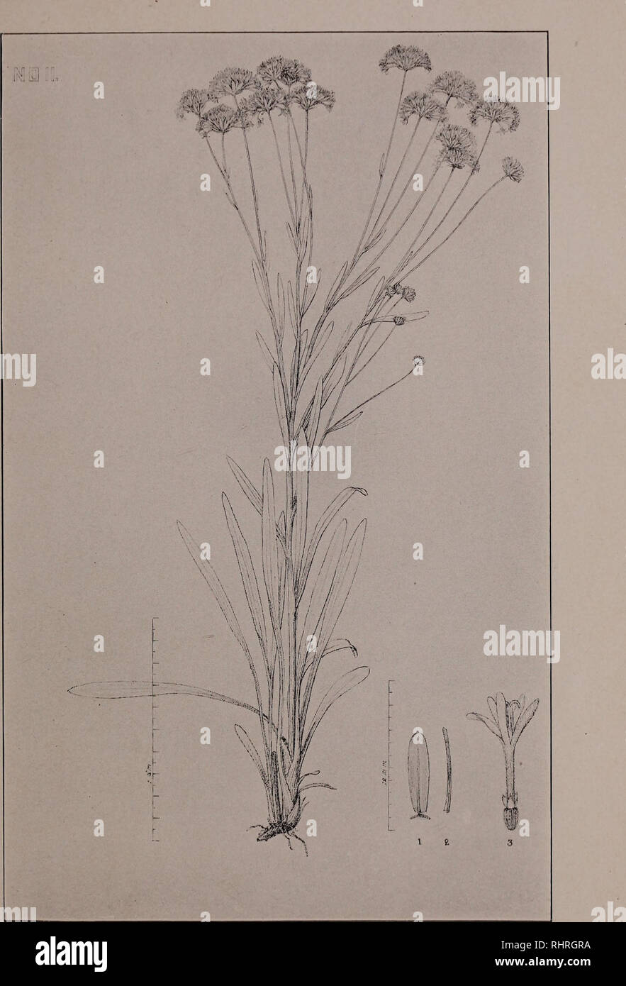 . Biltmore botanical studies : a journal of botany issued at irregular intervals. Plants; Plants. MARSHALLIA RAMOSA n. sp.. Please note that these images are extracted from scanned page images that may have been digitally enhanced for readability - coloration and appearance of these illustrations may not perfectly resemble the original work.. Biltmore Herbarium. London : W. Wesley &amp; son ; Biltmore, N. C. : Biltmore Herbarium Stock Photo