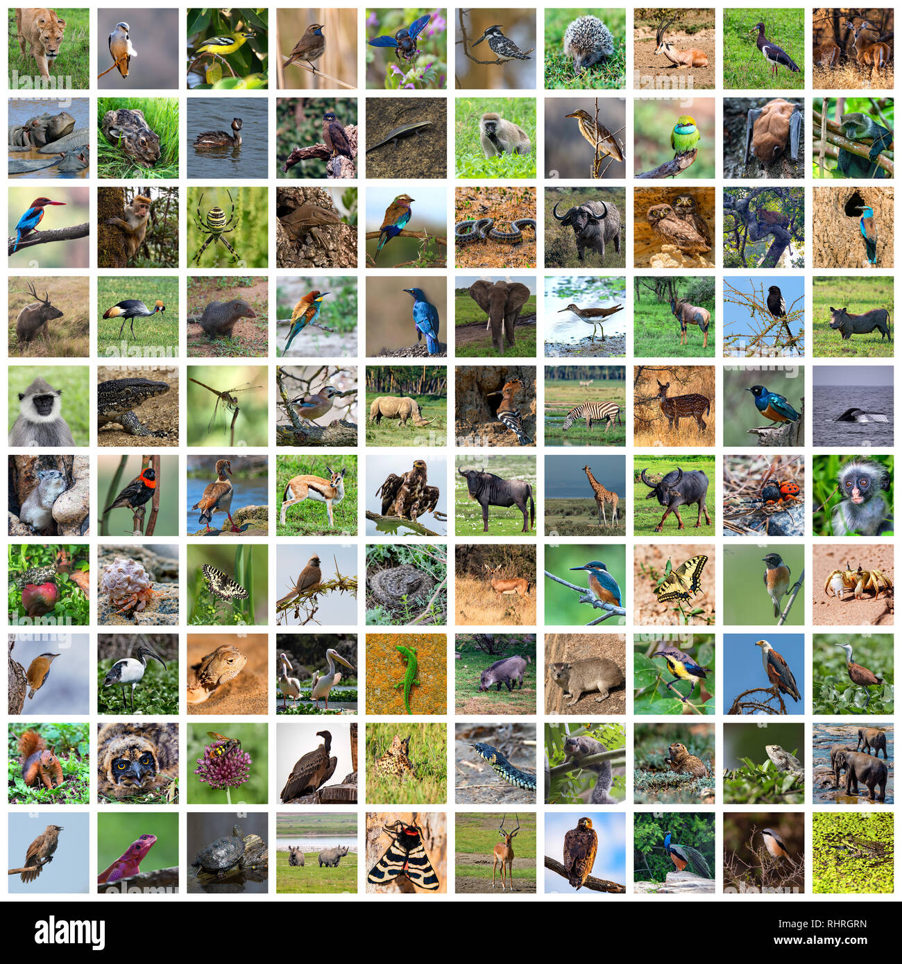 Collection of wildlife and animals of the world photos Stock Photo