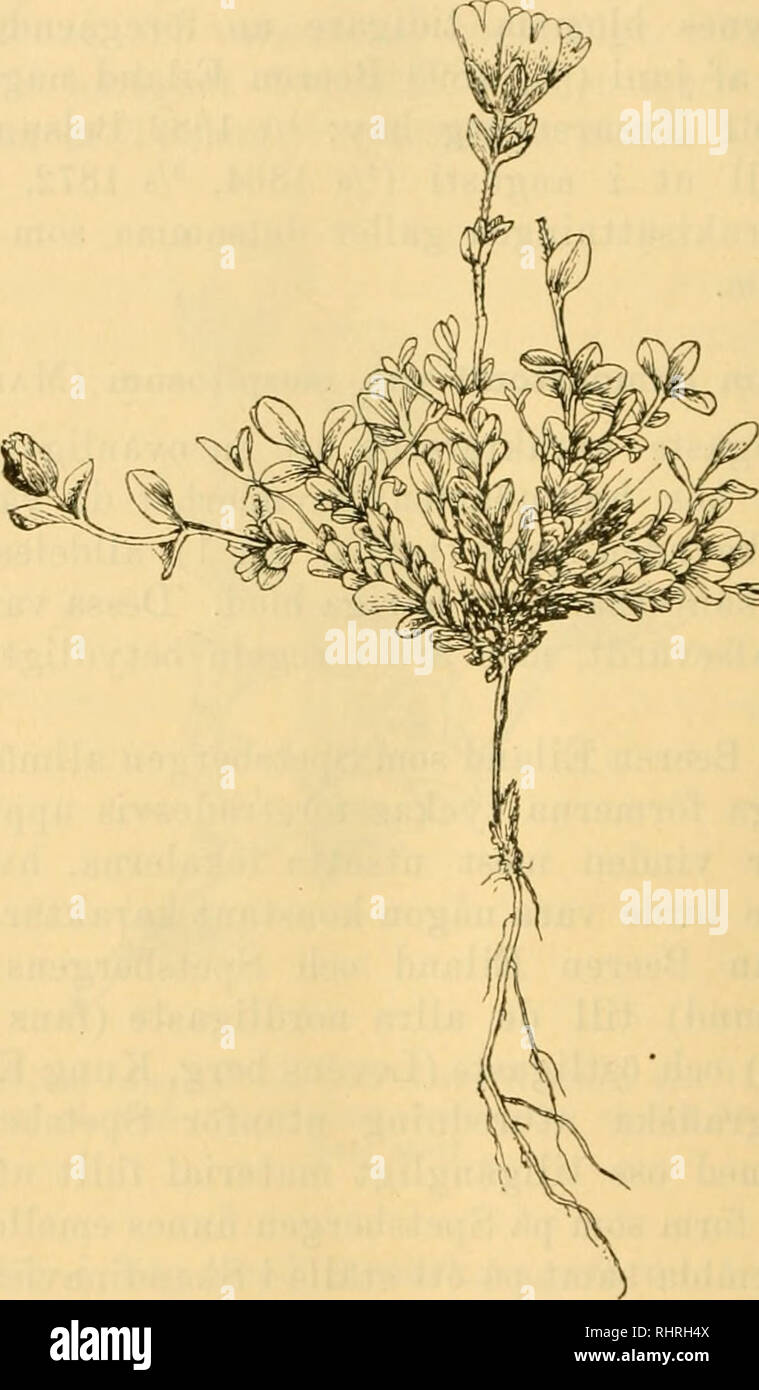 . Bihang till Kongl. Svenska vetenskaps-akademiens handlingar. Science; Botany. 62 ANDERSSON O. HESSELMAN, SPETSBERGENS KÄRLVÄXTFLORA. nu ifrågavarande varietet. Af jDaralleliformen C. alpinum var. glabrum finnas däremot talrika exemplar frän flera pro- vinser. Varieteten synes blomma vida sparsammare än hnfvud- arten. Blomningstiden är svär att med föreliggande material afgöra. De fa blommande exemplar som finnas äro tagna. '^^ Fig. 28. Cerastium edmonstonii var. ccespitostitn. Kung Karls ö i aug. 1898. Nat. storl. ganska sent, men redan den ^/t 1898 togos vid Hvitfiskbugten i Van Keulen bay  Stock Photo