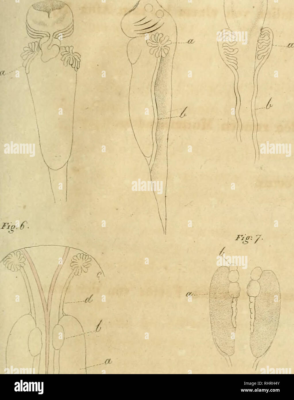 Bildungsgeschichte Der Genitalien Aus Anatomischen Untersuchungen An Embryonen Des Menschen Und Der Thiere Nebst Einem Anhang A Ber Die Chirurgische Behandlung Der Hypospadia Embryology Human Mammals Jrj Rig J A F N
