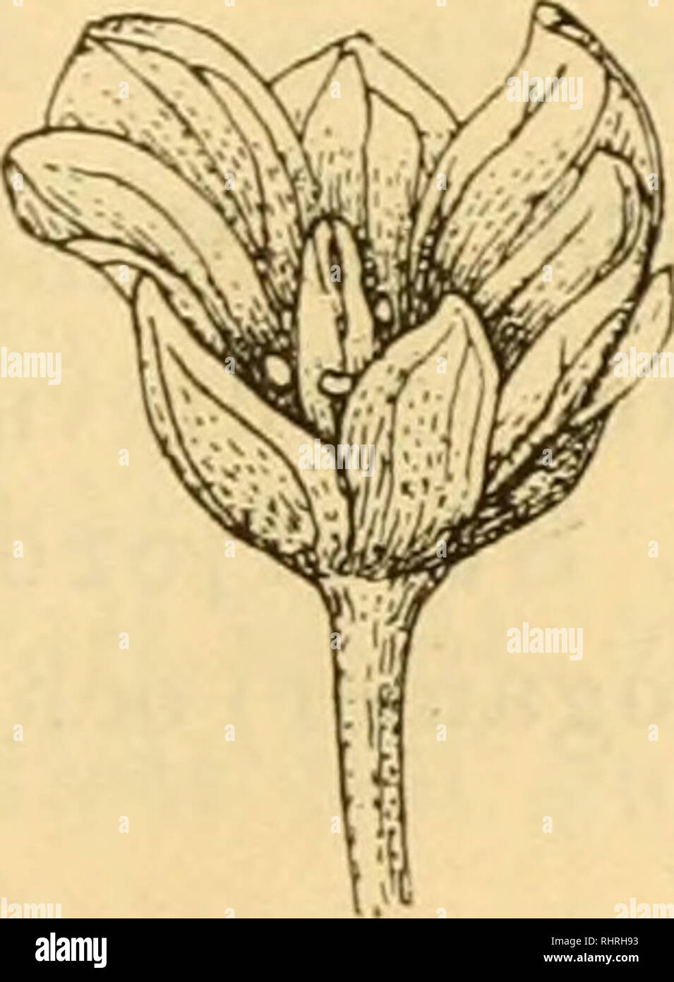 . Bihang till Kongl. Svenska vetenskaps-akademiens handlingar. Science; Botany. EIHANG TILL K. SV. VET.-AKAD. HANDL. BAND 26. AFD. III. N:0 1. 29 att Öppna sina första blommor. — Nedanför ett fågelberg vid La Manche bugten togs en utpräglad hon form (iig. 13), med små blommor (vidd 5—8,5 mm; längd 7 mm.), rent hvita kronblad och till glandelliknande bildningar vid fruktämnets bas reducerade ståndare. Exemplar från Tempelbay {^'^li 1882). Please note that these images are extracted from scanned page images that may have been digitally enhanced for readability - coloration and appearance of thes Stock Photo