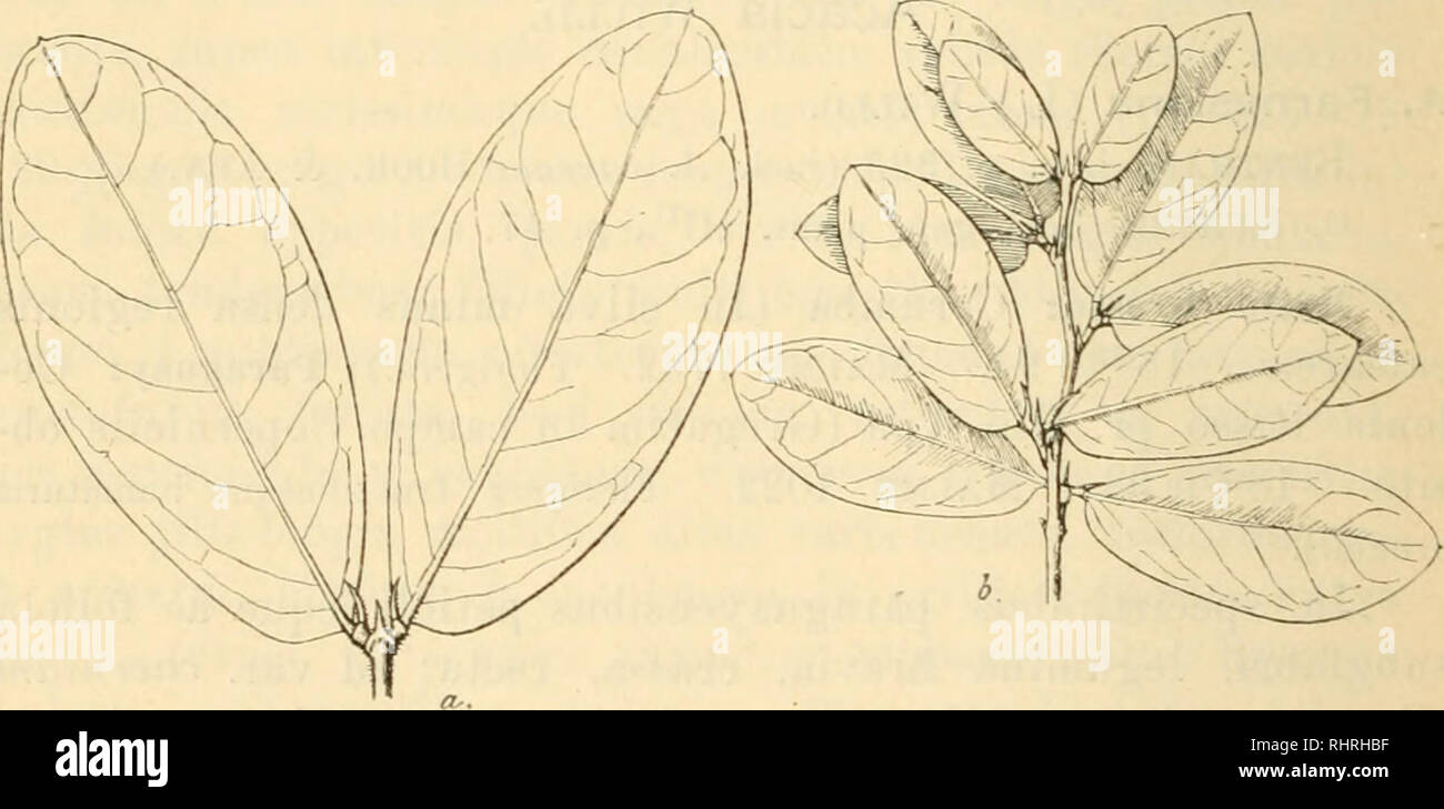 . Bihang till Kongl. Svenska vetenskaps-akademiens handlingar. Science; Botany. 42 MALME. £X HERBARIO REGNELLIAXO. III. — 18 2-/3 94 et 18 ^'5 4 94 MaLME 1198*. Frnctibus immaturis siibmaturisque ornata. — Legumina matnra 18^5 94 coUegimus.). Frntex vulgo 1—1,5 m. altiis, ramis paucis, erectis v. erecto-pateutibus, apice saepe nutantibus, cortice tenni, Isevi- gato, floribus atropurpureis v. atroviolaceis. Legumina ma- tnra snblinearia v. angnste lanceolata. basi sensim angnstata acutaqne, apice breviter acnminata v. acnta, marginibns in- crassatis parce pilosa v. snbcalvata. ceternm sat crebr Stock Photo