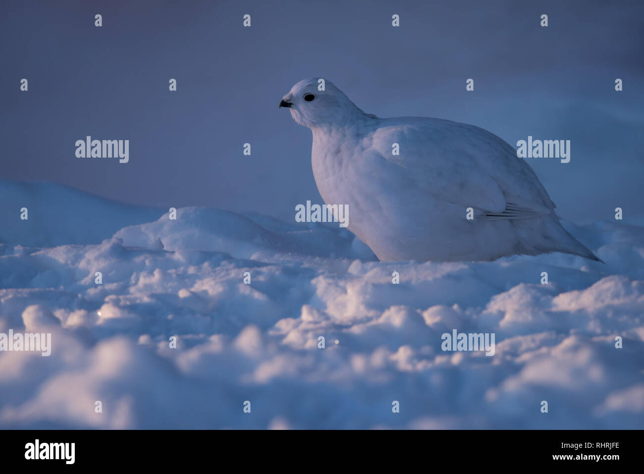 A Willow Ptarmigan catches the last dim rays of the setting arctic sun in Yellowknife, Northwest Territories, Canada. Stock Photo