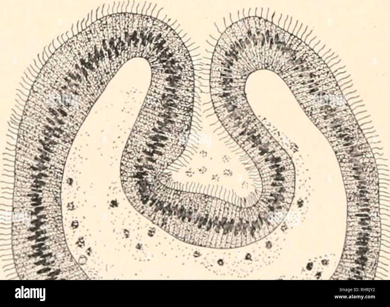 Invagination gastrula stage hi-res stock photography and images - Alamy