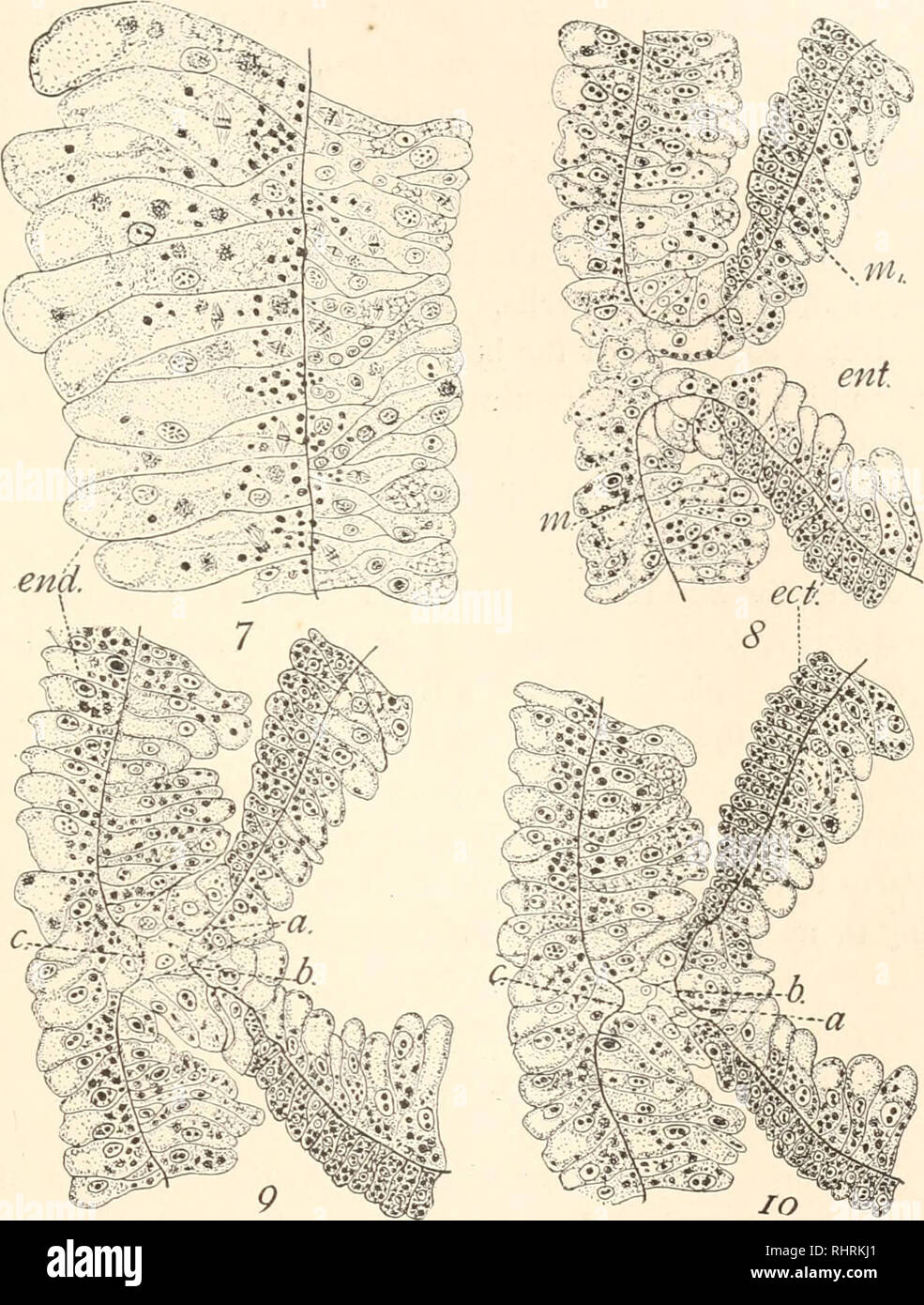 . The Biological bulletin. Biology; Zoology; Biology; Marine Biology. BUDDING IN HYDRA. 213 (Fig. 8, cct). They become more narrow, elongated and present the appearance of glandular cells. They have the power to. FIG. 7. Longitudinal section at junction of parent hydra and bud, taken at a in Fig. 6. end., endoderm. X 100. FIG. 8. Longitudinal section through base of mature bud and wall of parent hydra. ;»,, mesoglea of bud; -m, mesoglea of parent; ect., glandular ectoderm ; ent.. enteron of bud. FIG. 9. Longitudinal section showing change of mesoglea in separation of parent and bud at a, and f Stock Photo