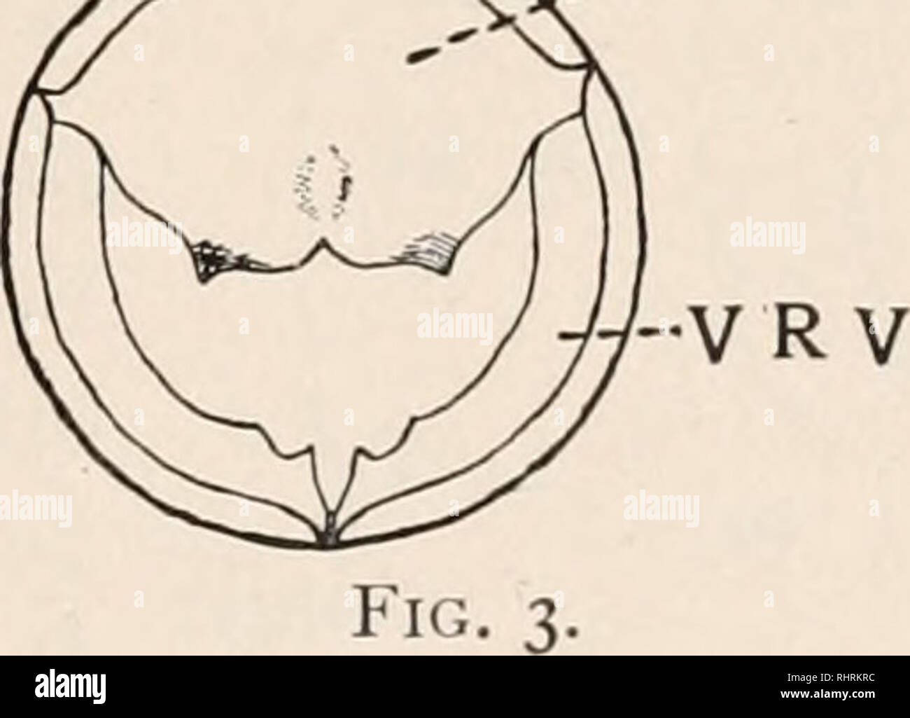 . The Biological bulletin. Biology; Zoology; Biology; Marine Biology