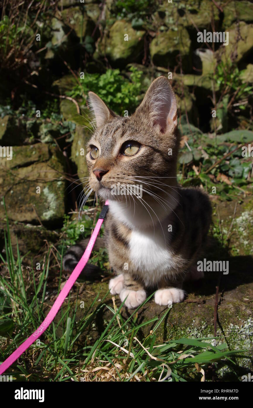Safety harness blue collar hi-res stock photography and images - Alamy
