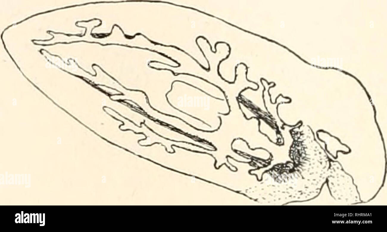 . The Biological bulletin. Biology; Zoology; Biology; Marine Biology. FlG. 9. To illustrate the formation of a new axial gut lateral to the axis of the original gut, after oblique section ; D. lacteum. Magnification, 17 diameters. The regenerated intestinal branches are shown in black. Fi&lt;;. 10. To illustrate the development of a head symmetrically about the end of the axial gut and posterior to an anterior lateral slip which contained no nervous system. Magnification, 17 diameters. dicate these stages. The number of hours given in each instance shows the length of time elapsing after isola Stock Photo