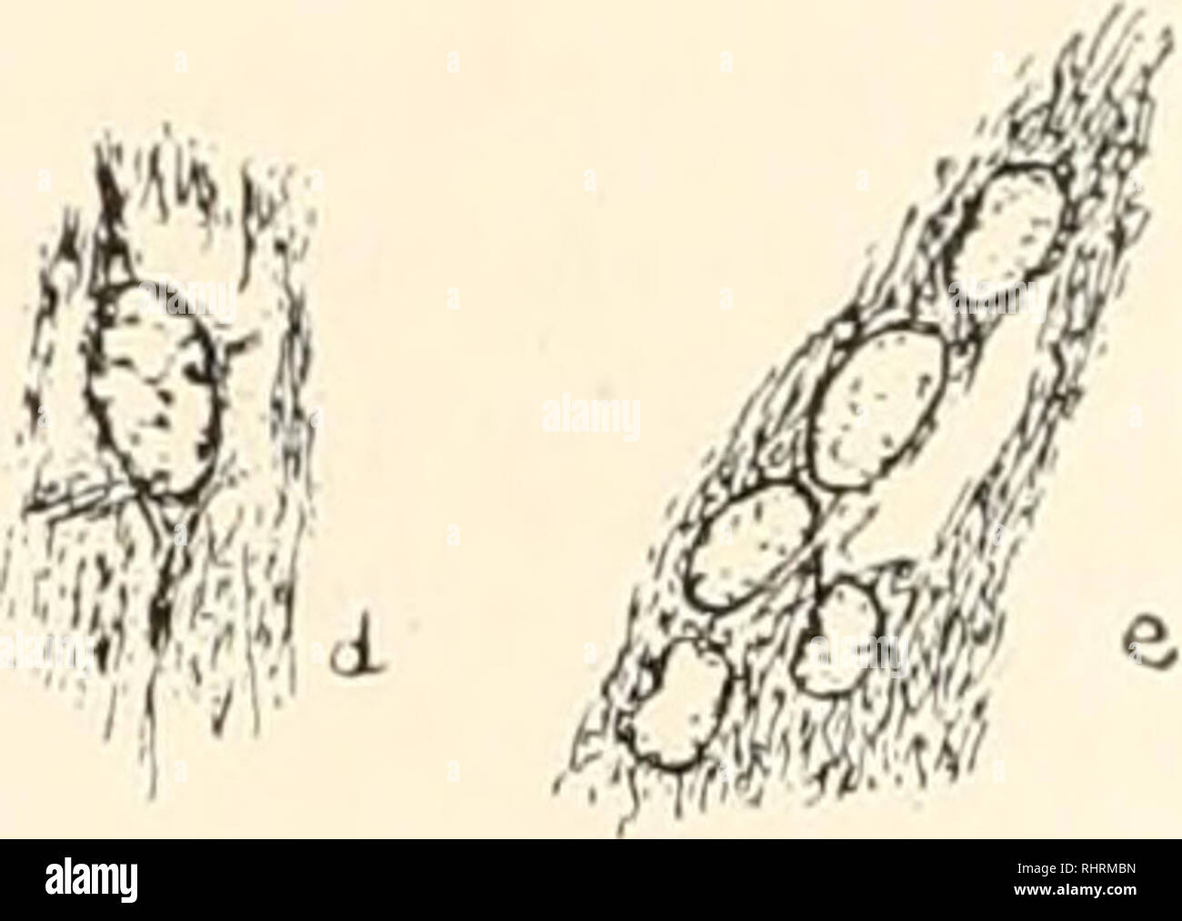 Multipolar ganglion cells hi-res stock photography and images - Alamy
