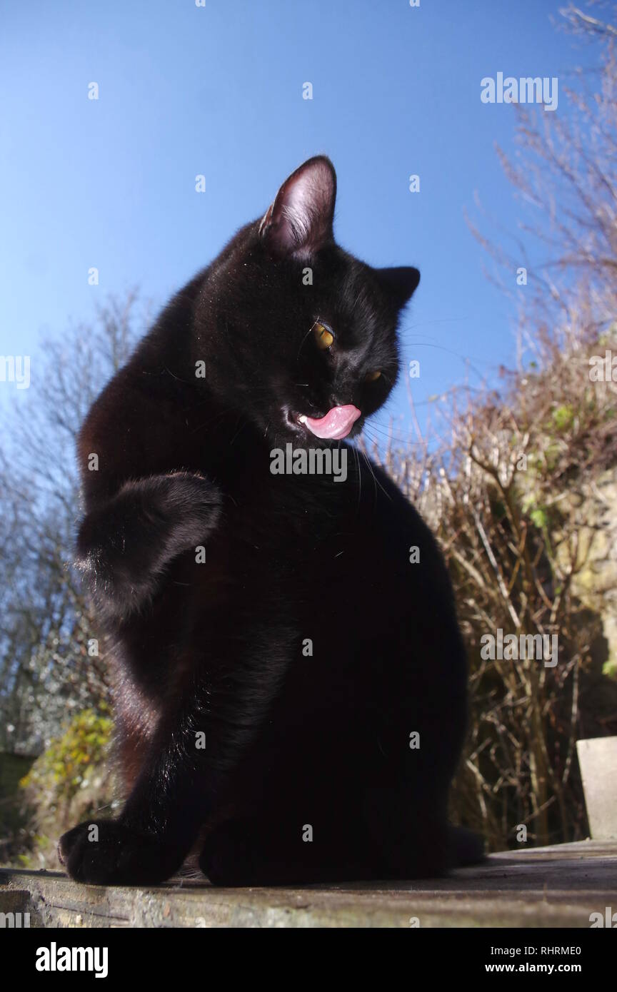 Black cat sat on garden table Stock Photo Alamy