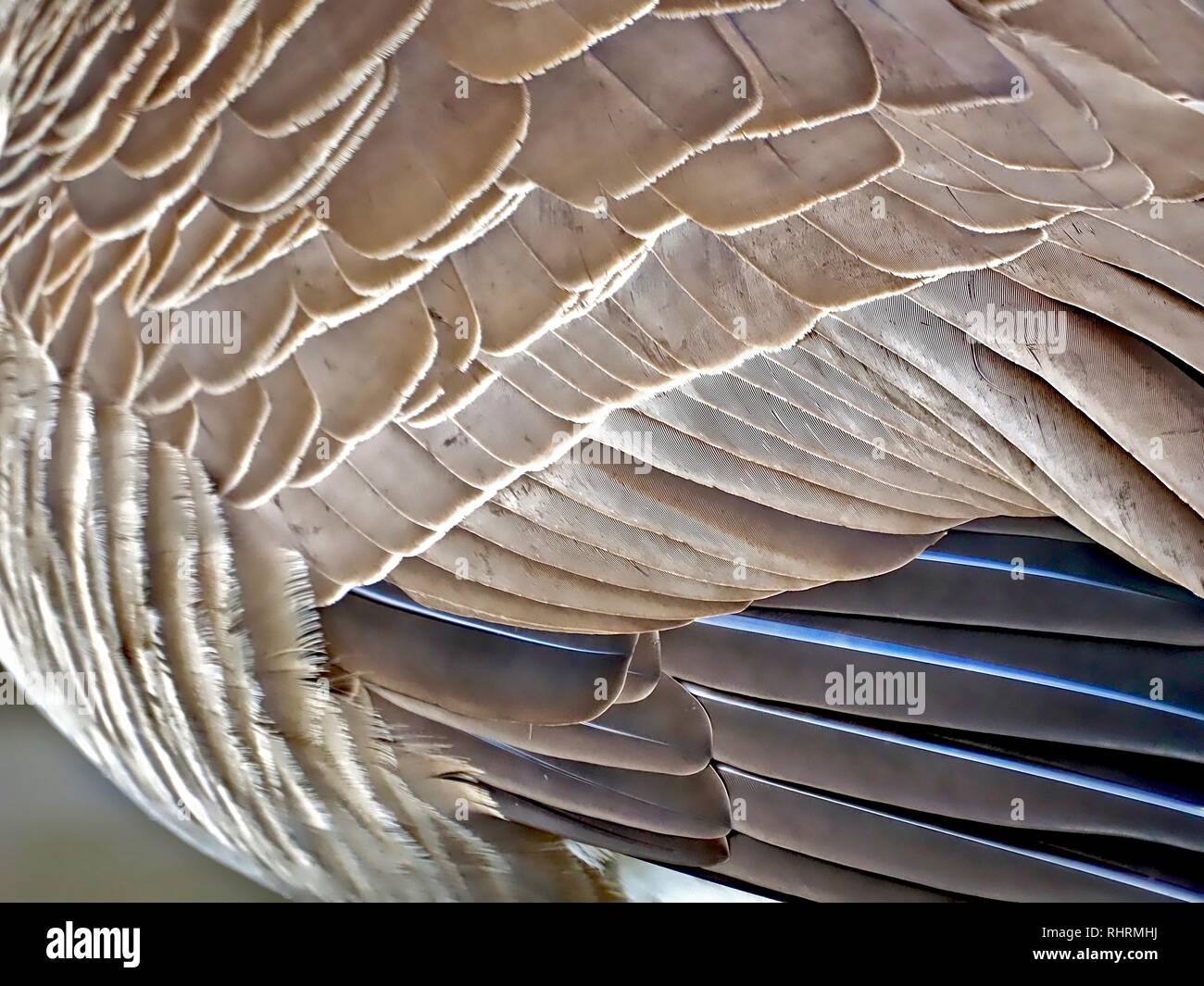Feathers of a canadian goose Stock Photo - Alamy